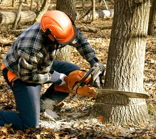 Tree Removal in Ashley, MI